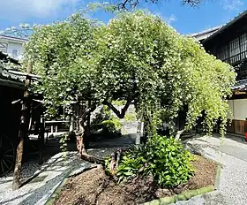 萬三の白モッコウバラ