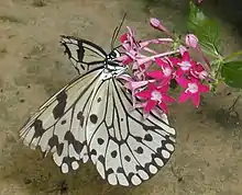 オオゴマダラIdea leuconoeタテハチョウ科マダラチョウ亜科