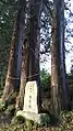 親子杉(御神木)