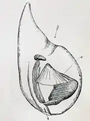 Oikopleura cophocerca
