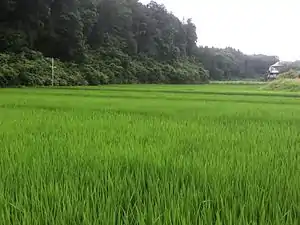 追分市民の森の水田