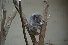 コアラ