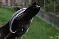 オカピの舌