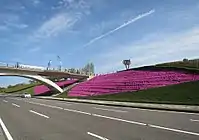 芝桜