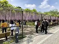 岡崎城跡の五万石ふじ（2021年（令和3年）4月）