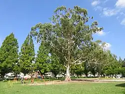 三百田公園（大樹寺3丁目）