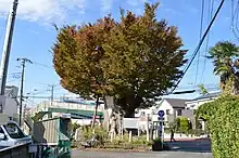 海老名の大ケヤキ