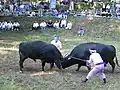 一夜嶽牛突大会