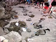 イノーの生き物たち（タッチプール）