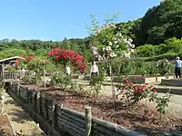 バラ園