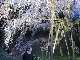 奥山田のしだれ桜