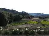 をくづれ水仙郷