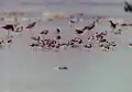 オバシギ属(英語版) Calidris sp.
