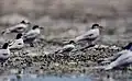 コアジサシ Sternula albifrons