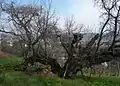 100歳の木