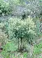 オリーブの亜種のOlea europaea subsp. cuspidata(ただし写真は南アフリカ共和国のテーブル山の個体)。