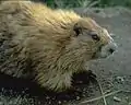 オリンピアマーモットM. olympus
