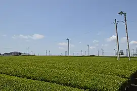 茶畑の防霜ファン
