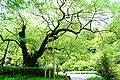 おまき桜