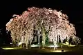ライトアップされた麻績の里 舞台桜