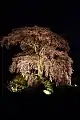ライトアップされた麻績の里 石塚桜