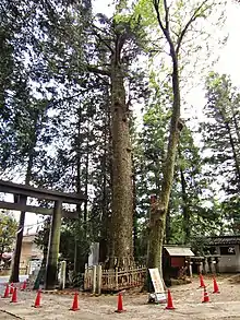 大宮熱田神社(長野県)のモミ