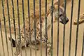 小動物園内のブチハイエナ