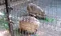 小動物園内のカピバラ
