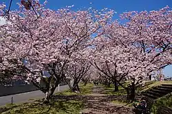 オモイガワ(小山市の白鷗大学大行寺キャンパス裏手)