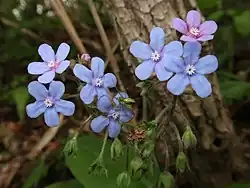 花冠は青色から青紫色。花冠の喉部に先が2裂した白色の小突起がある。