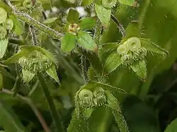 分果の背面が環状に肥厚し、縁に短い鉤刺が並ぶ。