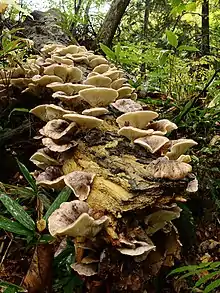 ツキヨタケはイルジンを含有。食中毒数最多の部類。食用のムキタケやヒラタケと間違い食べると、典型的には嘔吐・腹痛下痢となる。