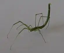 細長い腹部の例・ただし伸びたのは腹部後方背面の突起部分オナガグモ
(ヒメグモ科)