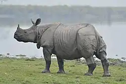 インドサイ