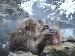 地獄谷温泉(山ノ内町)