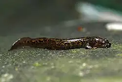 ハコネサンショウウオモドキO. fischeri