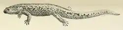 ハコネサンショウウオ