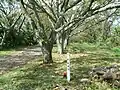 山頂の三角点