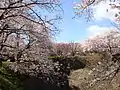 駐車場より桜の広場方面をのぞむ