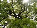県指定天然記念物・大楠