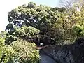 生樹の御門（愛媛県指定天然記念物）