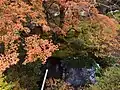 オオモミジの根元