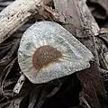 種子の様子
