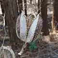 種が出きった実