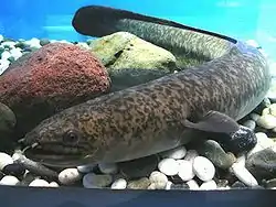 オオウナギ（飼育個体）