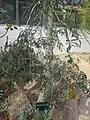 オペルクリカリア・デカリー