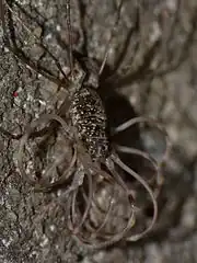 Opilio parietinus の脱皮
