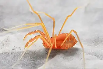 ザトウムシ（アカザトウムシ亜目）