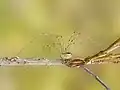 ザトウムシ目(マザトウムシ Phalangium opilio)