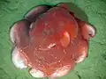 オオメンダコ Opisthoteuthis californiana